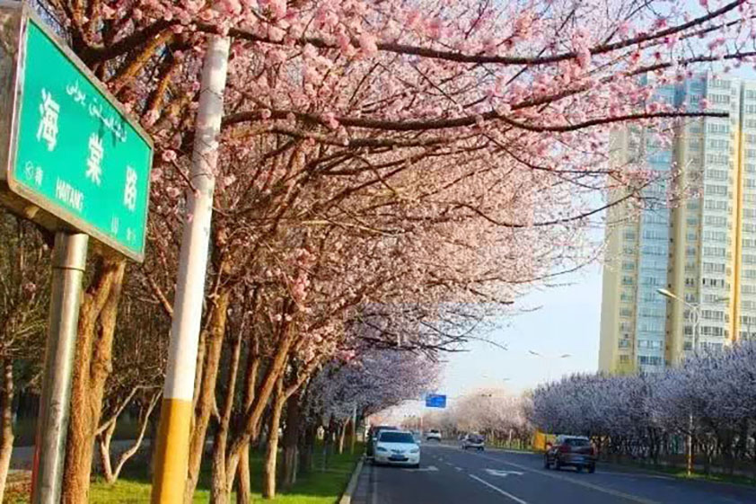 云南省保山市海棠路等8條路